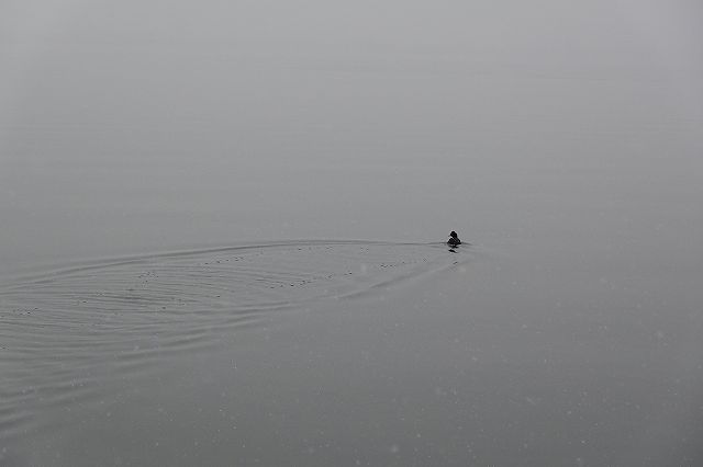 諏訪湖は水鳥の遊び場