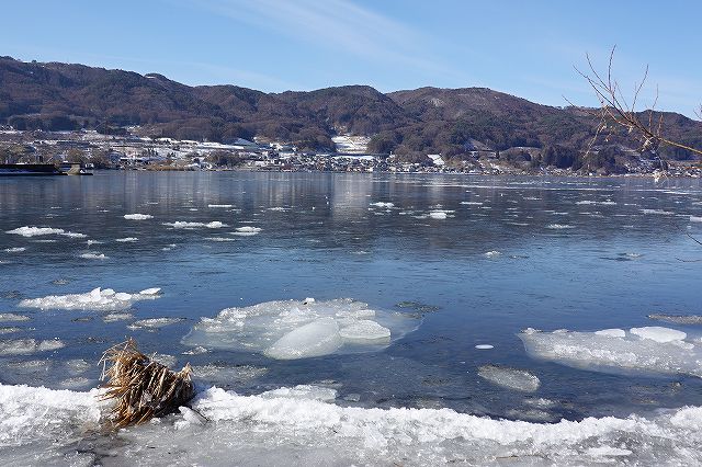 舟渡川河口の観察地点からの諏訪湖は全面結氷していました。
