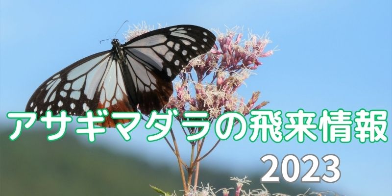 アサギマダラ長野県諏訪市の飛来地