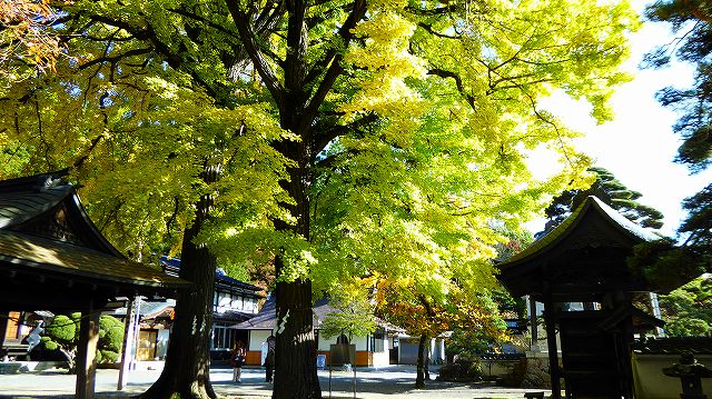 佛法紹隆寺のイチョウの紅葉