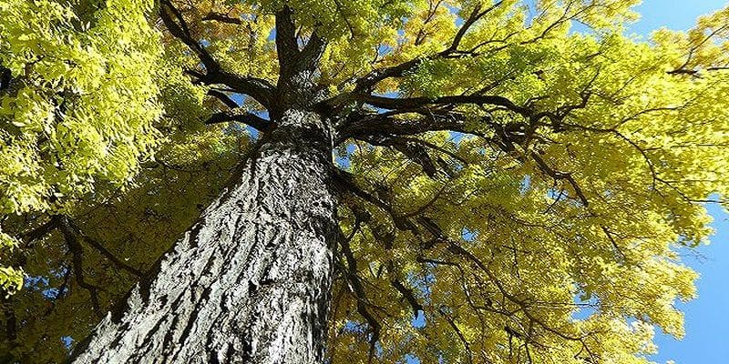 仏法寺のイチョウの紅葉