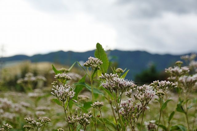 諏訪市フジバカマの花