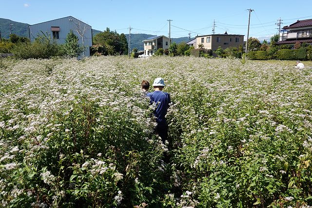 諏訪市飛来地のアサギマダラのフジバカマの畑