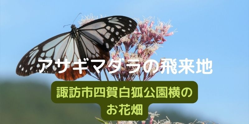 アサギマダラの飛来地長野県諏訪市