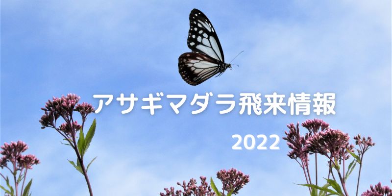 アサギマダラ飛来情報