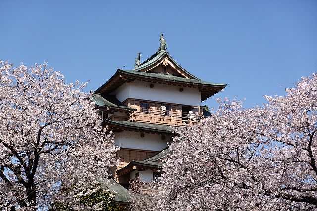 高島城と桜