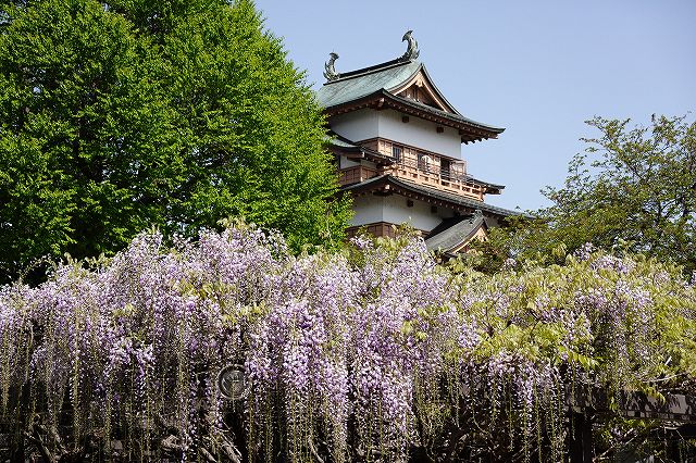 高島公園の藤