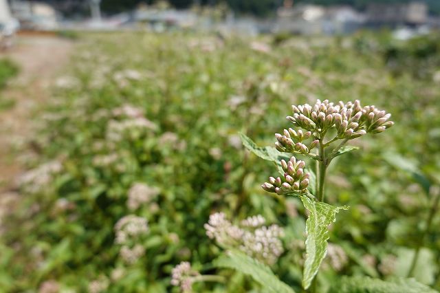 フジバカマの花ですがまだ蕾ですね。