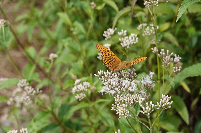 フジバカマの蜜を吸うヒョウモン蝶