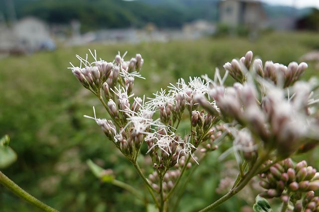 フジバカマの花は甘い良い香りしました