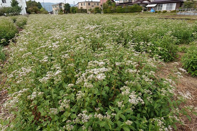 フジバカマの花は例年に無くピンクが薄い感じです。