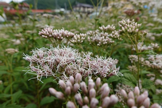 白狐公園側のフジバカマの花