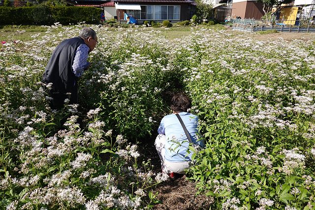 アサギマダラを見つけて写真を撮る見学者 長野県諏訪市の飛来地アサギマダラの郷