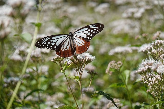 フジバカマの蜜を吸うアサギマダラは羽を広げてくれました。 長野県諏訪市の飛来地アサギマダラの郷