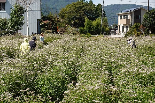 長野県諏訪市の飛来地アサギマダラの郷