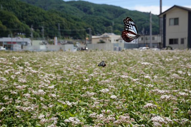 長野県諏訪市の飛来地アサギマダラの郷