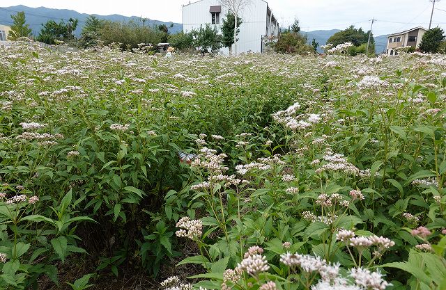 長野県諏訪市の飛来地アサギマダラの郷