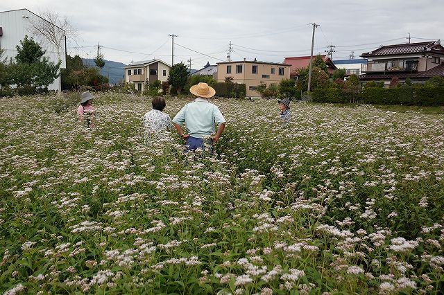 長野県諏訪市の飛来地アサギマダラの郷