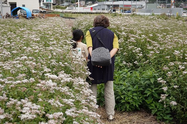 長野県諏訪市の飛来地アサギマダラの郷