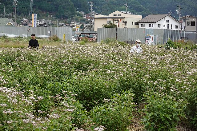 長野県諏訪市の飛来地アサギマダラの郷