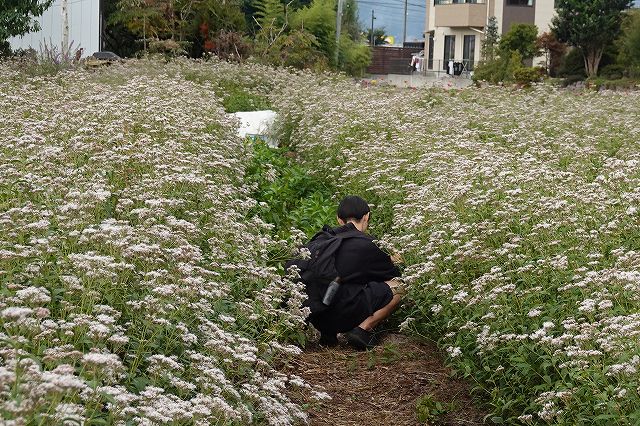 長野県諏訪市の飛来地アサギマダラの郷