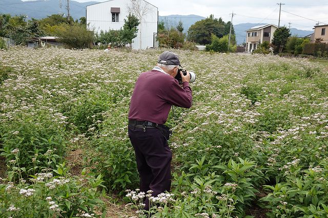 長野県諏訪市の飛来地アサギマダラの郷