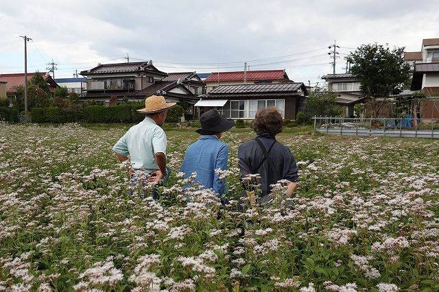 長野県諏訪市の飛来地アサギマダラの郷