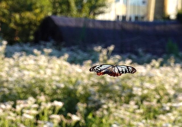 諏訪市に飛来したアサギマダラ