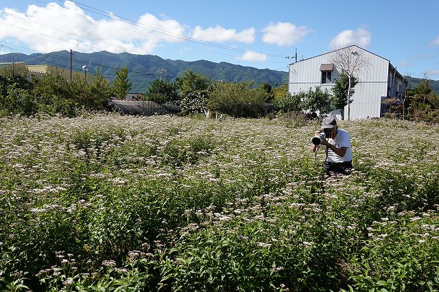 長野県諏訪市の飛来地アサギマダラの郷