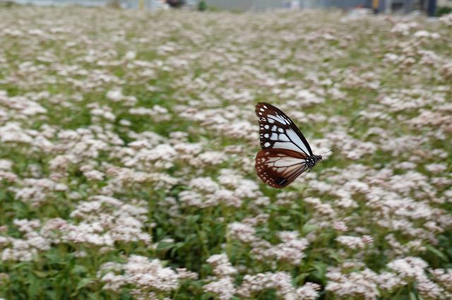 諏訪市に飛来したアサギマダラ