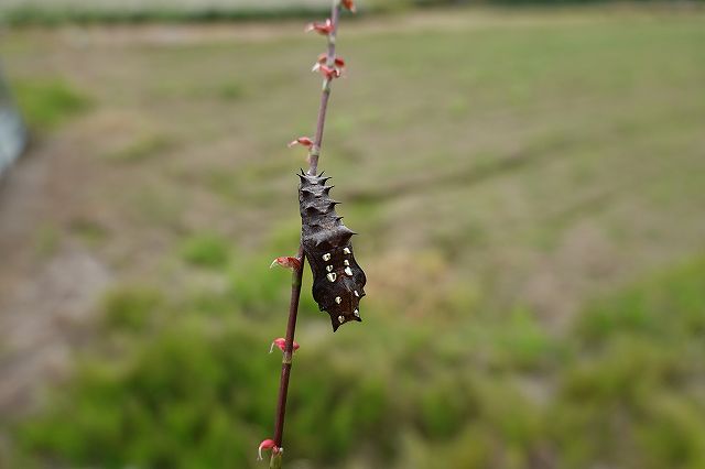 緑ヒョウモンのサナギをいただきました。