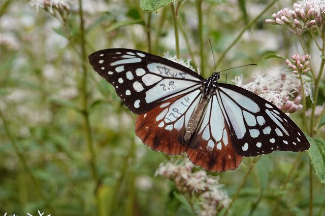 「マルヌマ 8.5 リノ951」って書かれています、マルヌマは群馬県の丸沼高原からです。