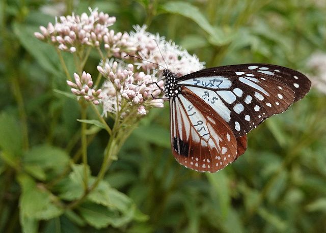 諏訪市に飛来したアサギマダラでマーキングの蝶を発見