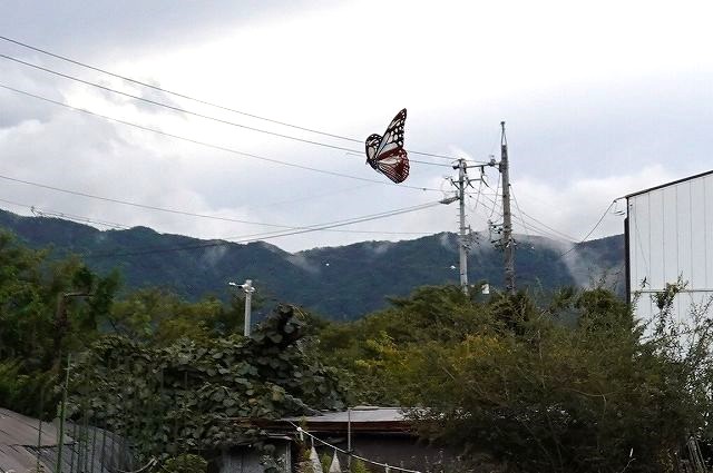 諏訪市に飛来したアサギマダラ