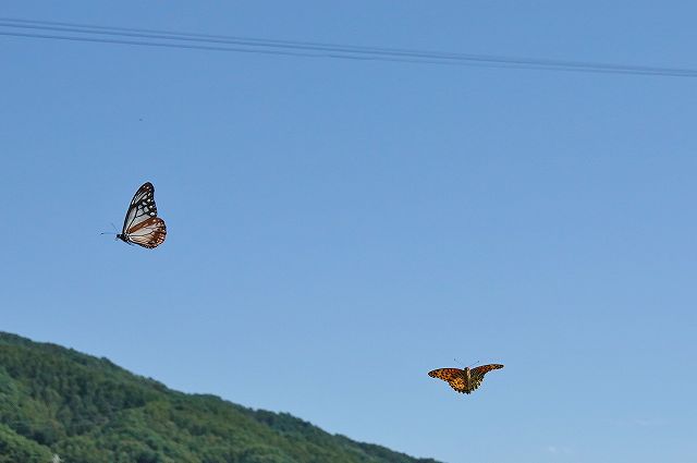 諏訪市に飛来したアサギマダラ