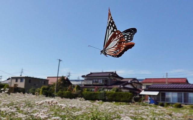 諏訪市に飛来したアサギマダラ