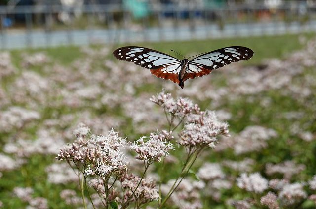 諏訪市に飛来したアサギマダラ