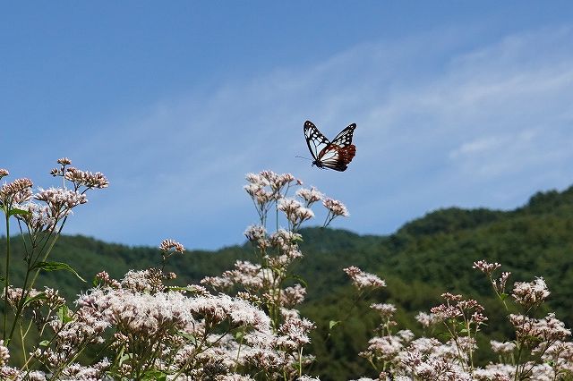 諏訪市に飛来したアサギマダラ