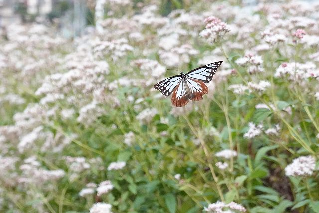 諏訪市に飛来したアサギマダラ