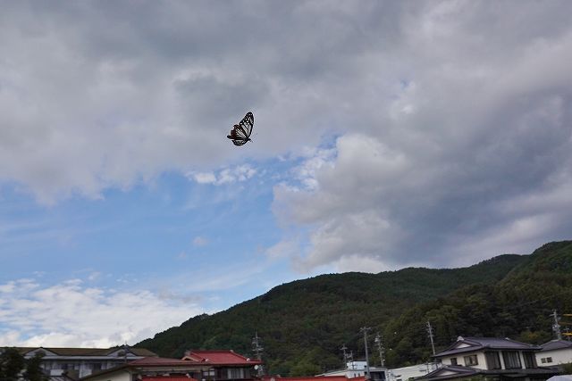 諏訪市に飛来したアサギマダラ