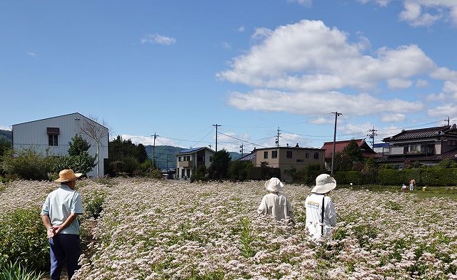 群馬県からの来客で諏訪の地に飛来したアサギまだを見学