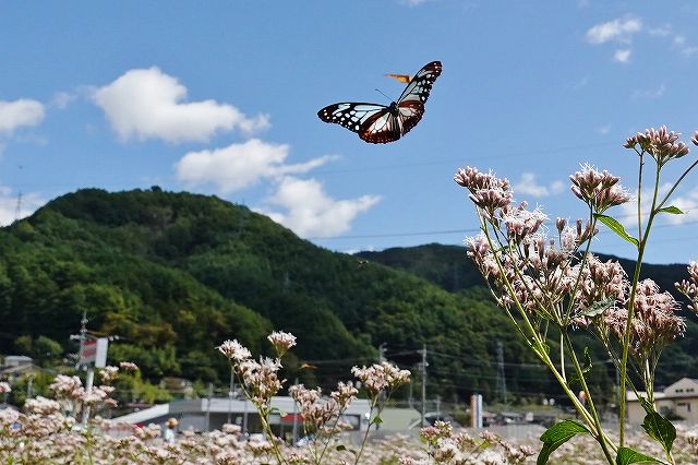 諏訪市に飛来したアサギマダラ