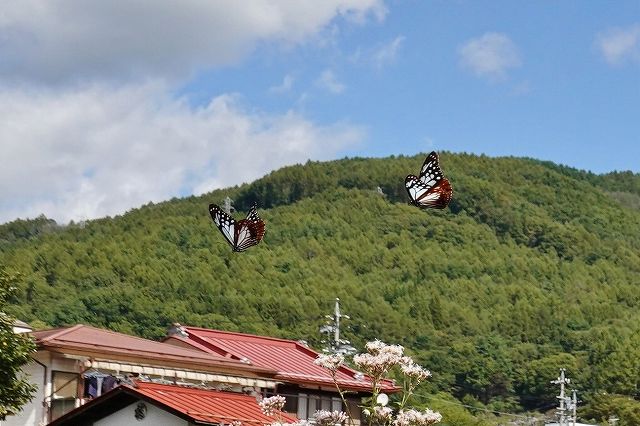 諏訪市に飛来したアサギマダラ