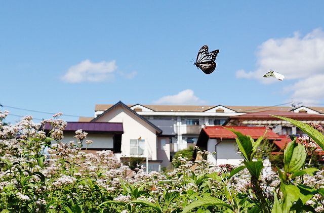 諏訪市に飛来したアサギマダラ