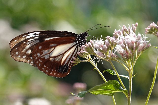 諏訪市に飛来したアサギマダラ