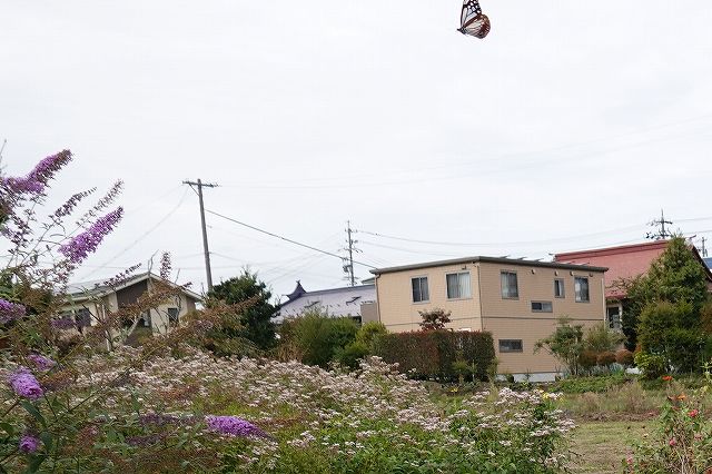 諏訪市に飛来したアサギマダラ