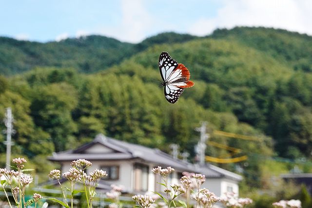 諏訪市に飛来したアサギマダラ