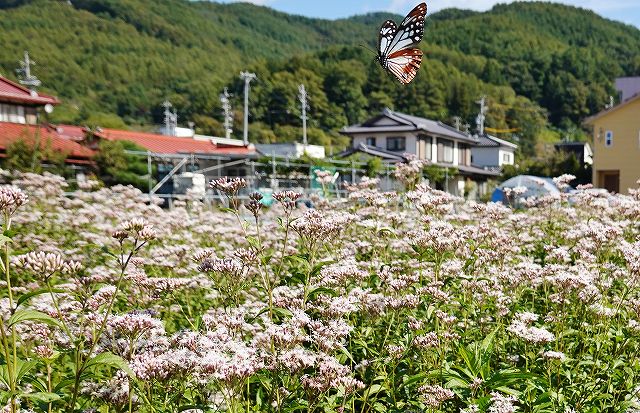 諏訪市に飛来したアサギマダラ