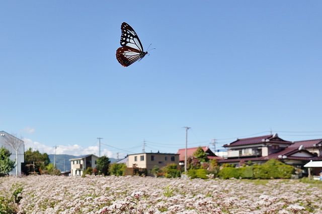 諏訪市に飛来したアサギマダラ