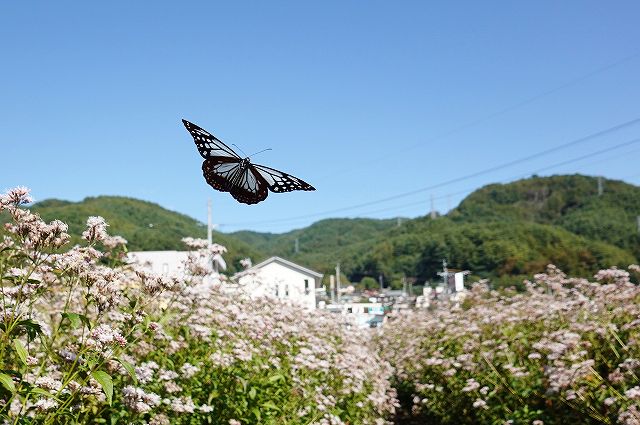 諏訪市に飛来したアサギマダラ